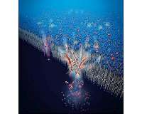 How we transport water in our bodies inspires new water filtration method