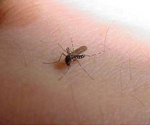 Identifying the ecological effects of releasing genetically engineered insects