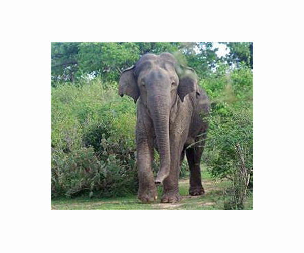 Having older sisters boosts survival odds for elephant calves