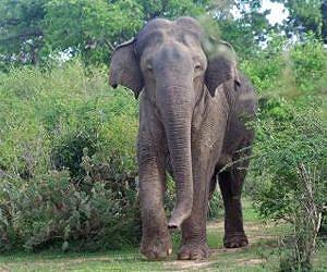 The absence of elephants and rhinoceroses reduces biodiversity in tropical forests