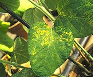 Dead or alive? A new test to determine viability of soybean rust spores