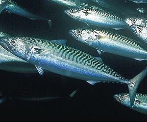 British mackerel no longer sustainable fish: conservationists