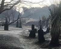 Bushfire crisis hit 75% of Australians: survey