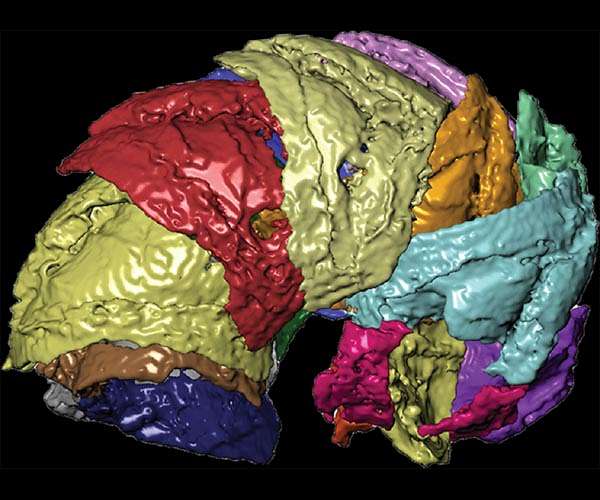 Bringing 400-million-year-old fossilized armored worms to 'virtual' life
