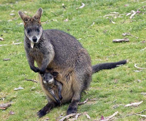 Ancient wallaby ancestor reveals evolutionary leap for kangaroos