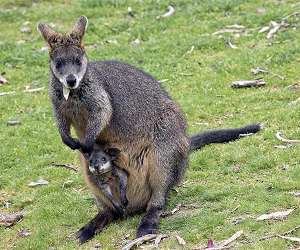 A Hop From South America Tracking Australian Marsupials