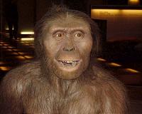 Ancient human relative Lucy's brain was surprisingly ape-like