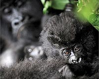 Even in war zone, wild gorillas go forth and multiply