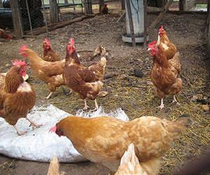French village offers residents chickens to cut rubbish