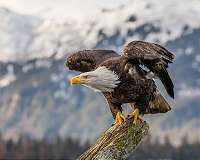 Mysterious new virus found spreading among bald eagles