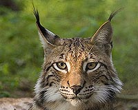 Poachers put Balkan lynx on brink of extinction