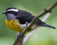 Research reveals trend in bird-shape evolution on islands