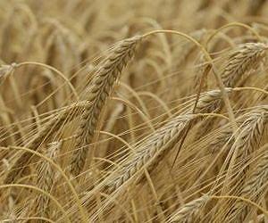 Global Grain Production at Record High Despite Extreme Climatic Events