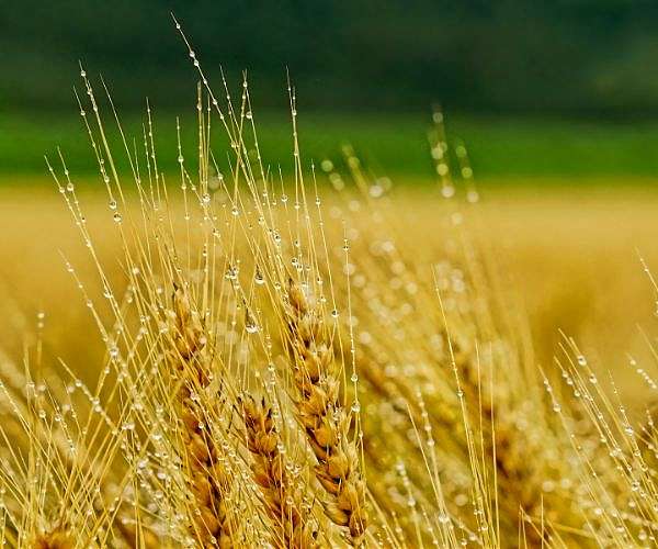 Sweden to establish emergency grain stocks in north