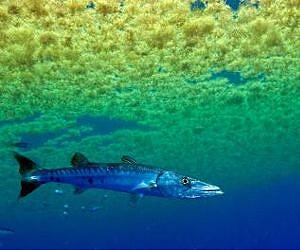 Barracuda babies: Novel study sheds light on early life of prolific predator