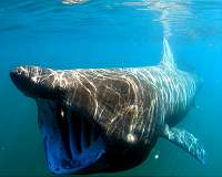 Basking sharks seek out winter sun