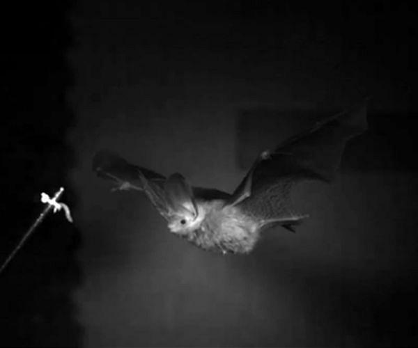 Poland's 'Bat-mum' saving bats from climate change