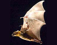 Bats bounce back in Europe: EU watchdog
