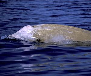 Identifying a beaked whale foraging habitat
