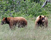 Grizzly Bears No Longer Threatened In Famous US Park