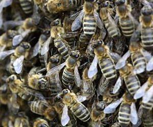 Exposure to pesticides results in smaller worker bees