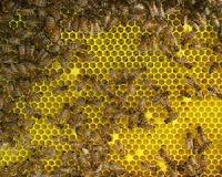 Bee virus spread manmade and emanates from Europe