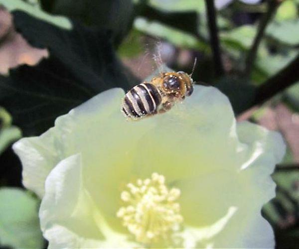 Brazil farmers bet on environmentally friendly cotton