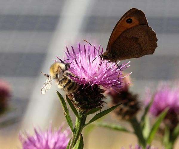 Ten ways to ensure bees benefit from the solar power boom