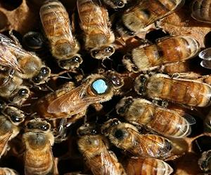 Canada seeks to breed a better honey bee