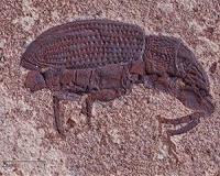 Beetles beat out extinction