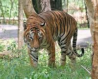 'Tiger widows' shunned as bad luck in rural Bangladesh