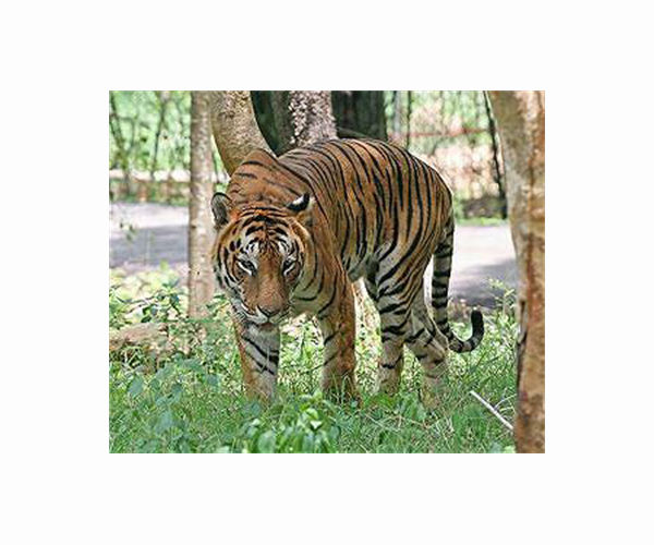 Nepal starts census of endangered Royal Bengal tigers