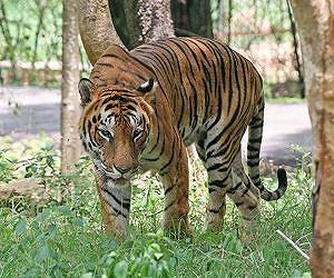 Love-lorn tiger enters Indian zoo