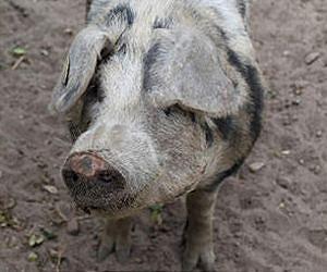 Study: Early European hunter-gatherers got pigs from farming neighbors