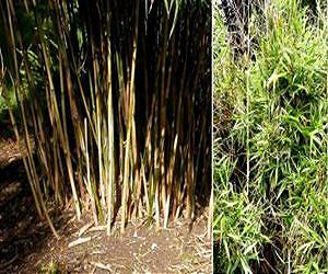 Out of Africa? New bamboo genera, mountain gorillas, and the origins of China's bamboos