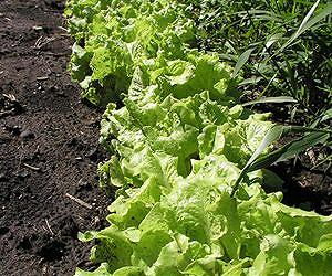 Findings on Biochar, Greenhouse Gas Emissions and Ethylene