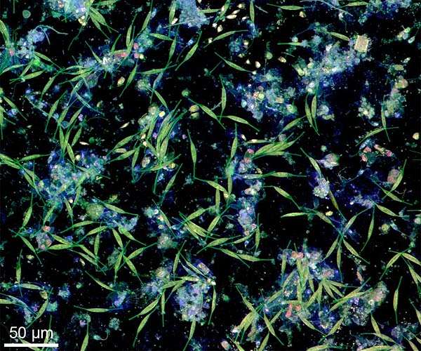 Harmful pollution boosting superbug 'silent pandemic'