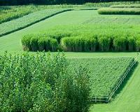 Turning up heat on plants could help grow crops of the future