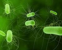 New study details one of biology's largest proteins