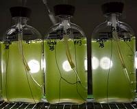 Enzyme leads scientists further down path to pumping oil from plants