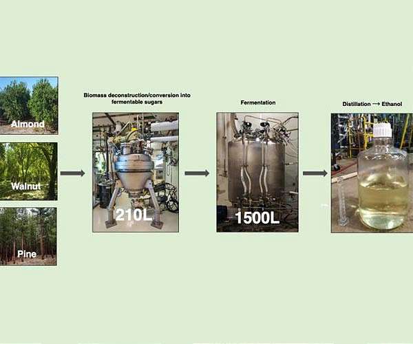 Scientists convert fire-risk wood waste into biofuel
