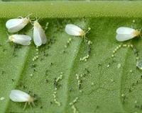 BIOCOMES: new biological control products for farmers and foresters