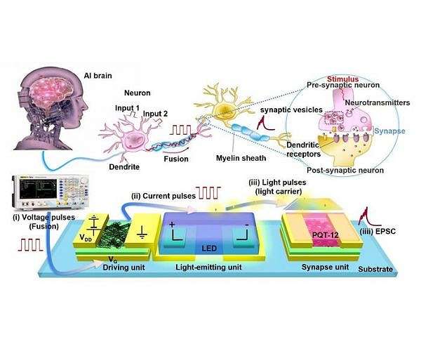 Light driven neuron chip unifies sensing computing and memory