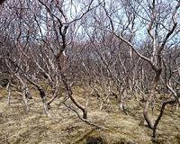 Restoring ecosystems - how to learn from our mistakes