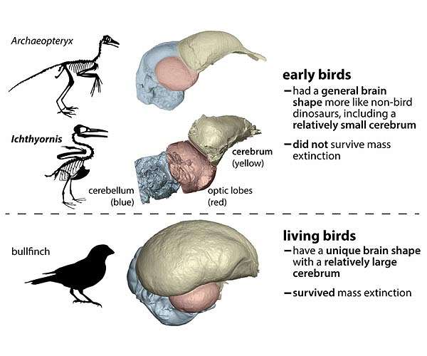 Bird brains left other dinosaurs behind