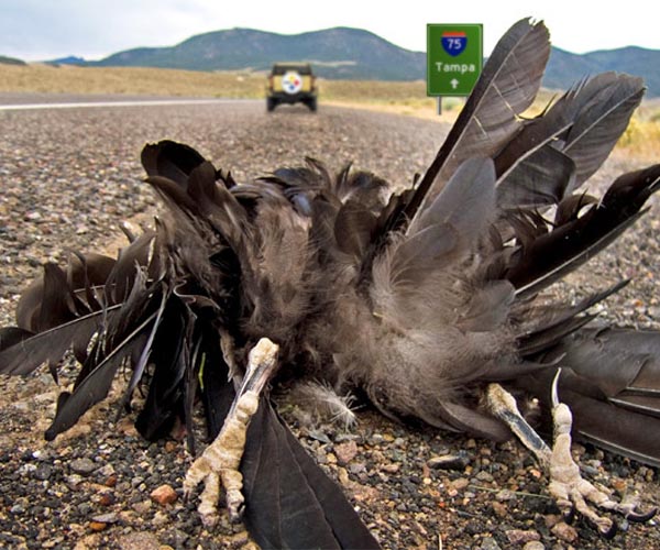 Nearly 30 percent of UK birds endangered, report warns