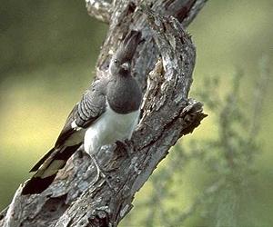 Climate Change Forcing Move Or Lose Approach To Conservation