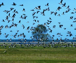 Climate change, increasing temperatures alter bird migration patterns