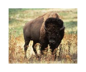 Europe's bison, beavers and bears bounce back: report