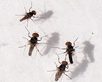 Disabled flies sleep more as they learn to adapt